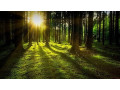 vand-padure-bacau-270-ha-teren-padure-small-0
