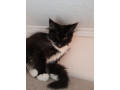 pisicute-maine-coon-visatoare-super-micute-cu-acte-disponibile-small-0