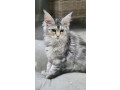 pisicute-maine-coon-visatoare-super-micute-cu-acte-disponibile-small-1