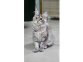 pisicute-maine-coon-visatoare-super-micute-cu-acte-disponibile-small-4