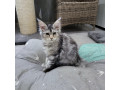 pisicute-maine-coon-visatoare-super-micute-cu-acte-disponibile-small-2