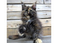 pisicute-maine-coon-visatoare-super-micute-cu-acte-disponibile-small-5