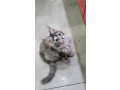 pisicute-maine-coon-visatoare-super-micute-cu-acte-disponibile-small-3