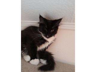 Pisicuțe Maine Coon visătoare, super-micuțe, cu acte disponibile