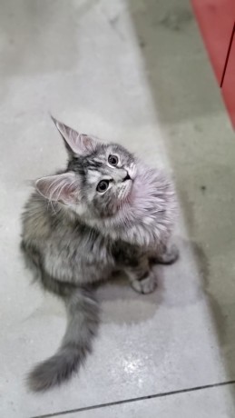 pisicute-maine-coon-visatoare-super-micute-cu-acte-disponibile-big-3