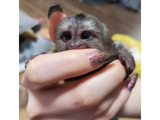 Maimuțe Marmoset adorabile de vânzare