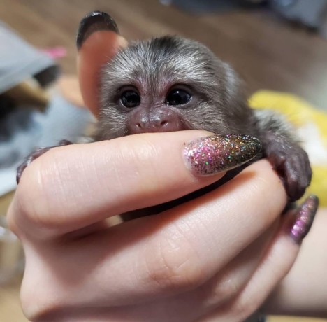 maimute-marmoset-adorabile-de-vanzare-big-0