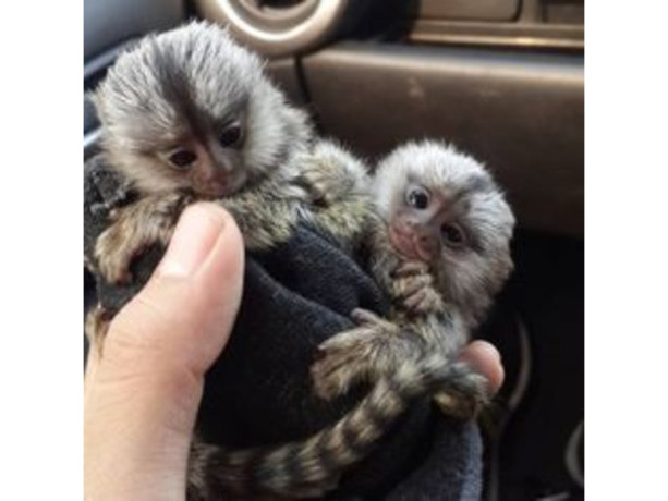 maimute-marmoset-cu-deget-de-vanzare-big-0