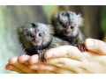 maimute-marmoset-de-vanzare-small-0