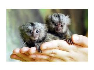 Maimuțe marmoset de vânzare