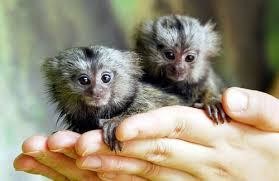 maimute-marmoset-de-vanzare-big-0