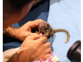maimute-marmoset-superbe-disponibile-small-0