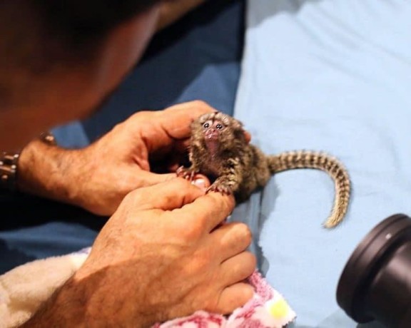 maimute-marmoset-superbe-disponibile-big-0