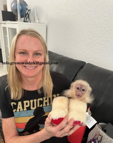maimute-capuchine-pui-de-vanzare-big-0