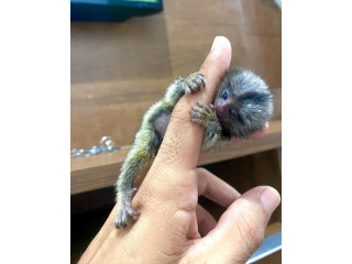 MAIMUȚE MARMOSET PUII (MAIMUȚE DE BUZUNAR DISPONIBILE!!)