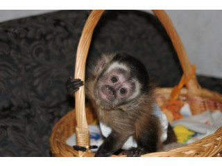 MAIMUȚE CAPUCINE PUII DE VÂNZARE.