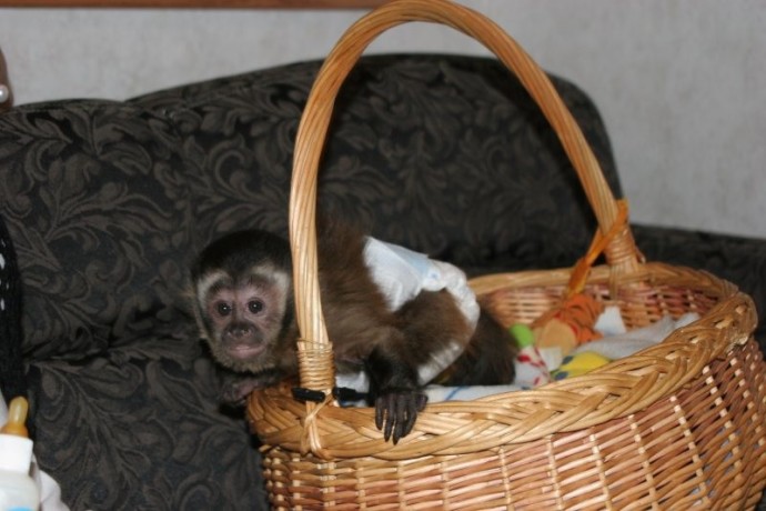 maimute-capucine-puii-de-vanzare-big-2