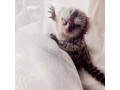 maimute-marmoset-de-vanzare-small-0