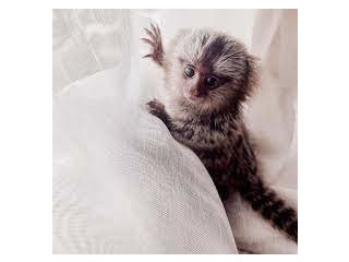 Maimuțe marmoset de vânzare