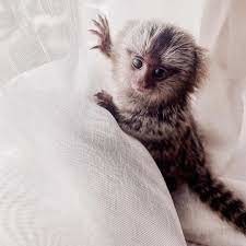 maimute-marmoset-de-vanzare-big-0