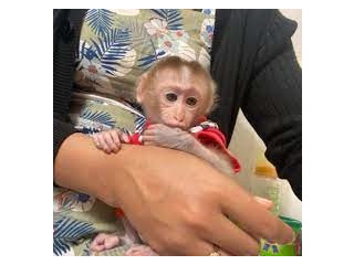 Două maimuțe capucine disponibile!!