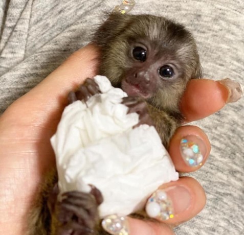pui-de-marmoset-excelenti-disponibili-big-0