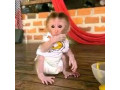 maimuta-pigtail-femela-de-vanzare-small-0