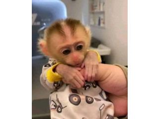 Maimuțe Pigtail talentate disponibile