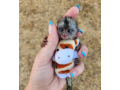 maimute-marmoset-adorabile-de-vanzare-small-0