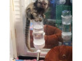 maimute-marmoset-superbe-disponibile-small-0