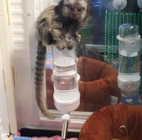 maimute-marmoset-superbe-disponibile-big-1