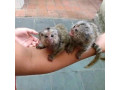 maimute-marmoset-minunate-de-vanzare-small-0