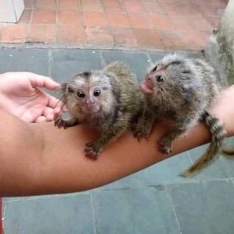 maimute-marmoset-minunate-de-vanzare-big-0