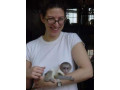 calitate-maimute-cu-capucini-pentru-adoptie-small-0