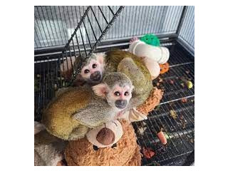 Maimuțe veveriță drăguțe de vânzare