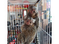 maimute-marmoset-de-vanzare-small-0
