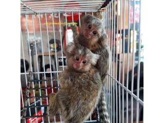 MAIMUȚE MARMOSET DE VÂNZARE