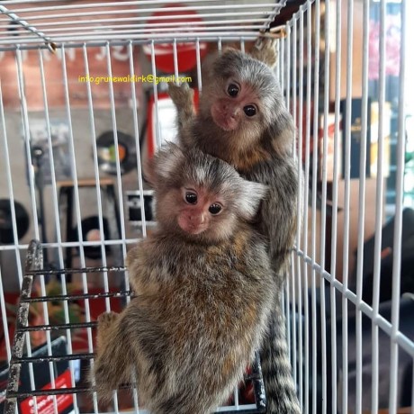 maimute-marmoset-de-vanzare-big-0
