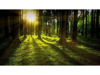 Vand padure Bacau - 270 ha teren padure