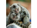 maimute-marmoset-dragute-disponibile-small-0