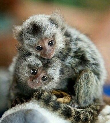 maimute-marmoset-dragute-disponibile-big-0