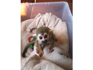 Maimuțe veveriță dresate de vânzare