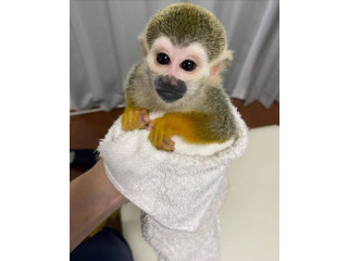 Maimuțe veveriță drăguțe disponibile