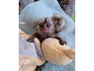 Maimuțe marmoset îmblânzite de vânzare