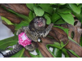 maimute-marmoset-dulci-disponibile-small-0