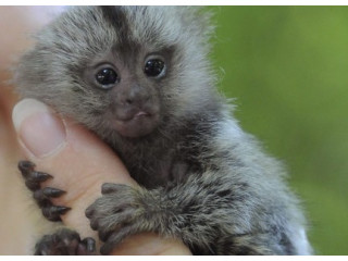 Maimuțe marmoset uimitoare de vânzare