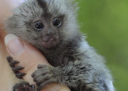 maimute-marmoset-uimitoare-de-vanzare-big-0