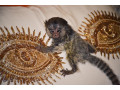 maimute-marmoset-masculi-si-femele-de-vanzare-small-0