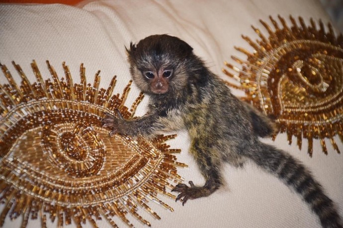 maimute-marmoset-masculi-si-femele-de-vanzare-big-0