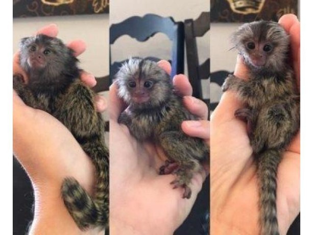 maimute-marmoset-masculi-si-femele-de-vanzare-big-0